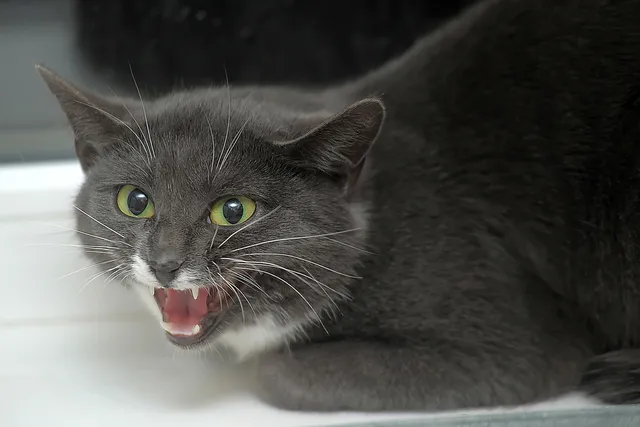 8 Vet-Reviewed Signs Your Cat Doesn't Like You & How to Fix it