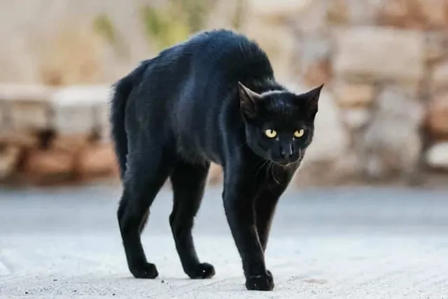 How Aggressive Are Bombay Cats? Tendencies & Behavior Tips