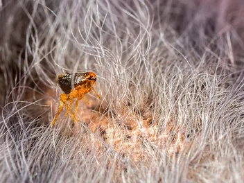 Does Cold Weather Kill Fleas on Cats? Vet Approved Advice