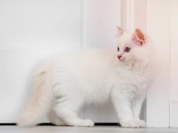 White Ragdoll Cat: Info, Pictures, Facts & Origins