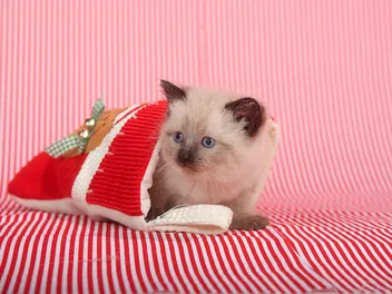 11 Best Cat Christmas Stockings in 2026 – Reviews & Top Picks