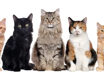 8 Most Common Cat Colors and Patterns (With Info, Pictures & Breeds)