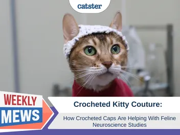 Cats in Crochet Thinking Caps: How Hats Are Helping Neurological Studies