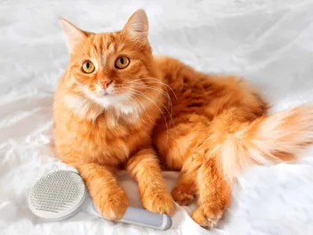 5 Best Brushes for Persian Cats in 2026 - Reviews & Top Picks