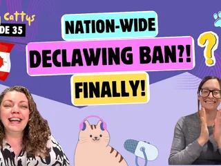 Chatting About Declawing Law Changes, Vegan Cats, and Pre-Internet Rumors | Chatty Cattys, Episode 35