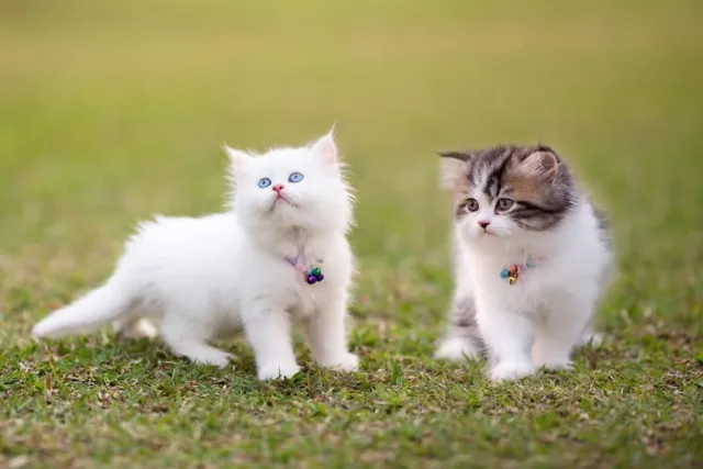 Persian Kittens for Sale in the UK: 2026 Breeders List