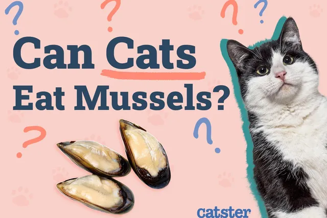 Can Cats Eat Mussels? Vet-Verified Nutritional Facts & FAQ