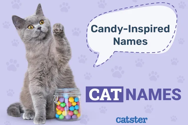 100 Candy Inspired Names For Cats: Our Favorites & More