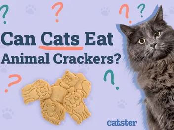 Can Cats Eat Animal Crackers? Vet Reviewed Facts