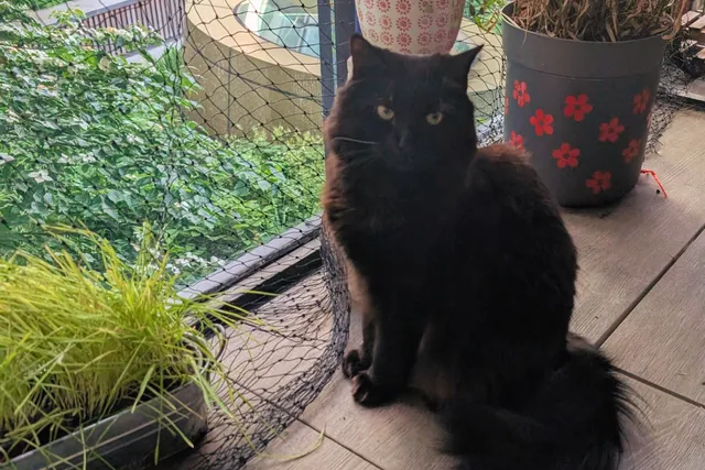 How to Stay the Same for 10 Million Years - A Cat's Guide to Evolutionary Success (and Domination)