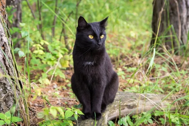 Bombay Cat Price: How Much Do They Cost in 2026?