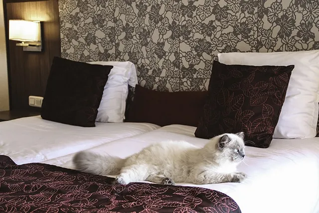 9 Pet Friendly Hotels in Wilmington, NC (2026 Update)