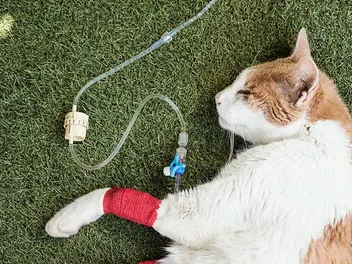 Can a Cat Recover From Kidney Failure? Our Vet Explains the Signs, Recovery & Diagnosis