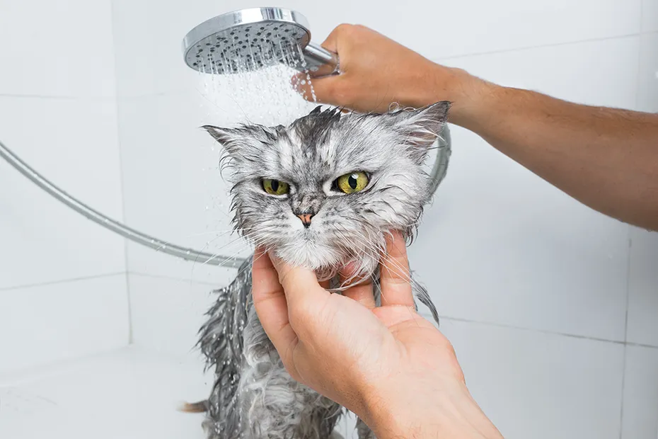 person giving a grey persian cat a bath