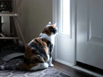 Why Cats Sit by the Door (But Don't Go Through It)