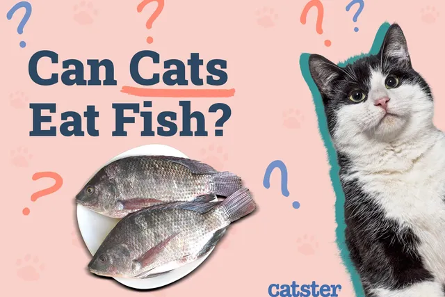 Can Cats Eat Fish? Vet-Verified Benefits, Dangers & FAQ