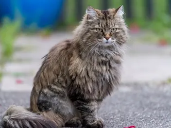 Ragamuffin Cat Breed: Pictures, Info, Temperament & Traits