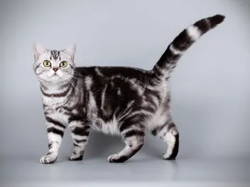 10 Fascinating Facts About Silver Tabby Cats