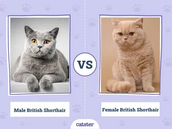 Male vs. Female British Shorthair: Principal Differences (With Pictures, Vet-Reviewed)