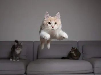 What’s the Maximum Height a Cat Can Fall from & Survive? Vet-Reviewed Science & Info
