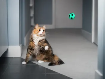 Safe Toys for Cats: Vet-Approved Options & What to Avoid