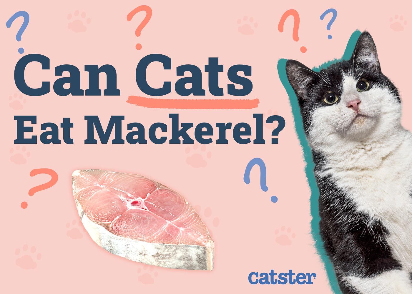Can Cats Eat Mackerel