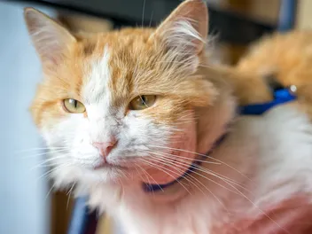 Abscesses in Cats: Causes, Signs & Care (Vet Answer)