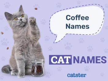 125+ Coffee Names for Cats: Great Ideas for Your Perky Cat