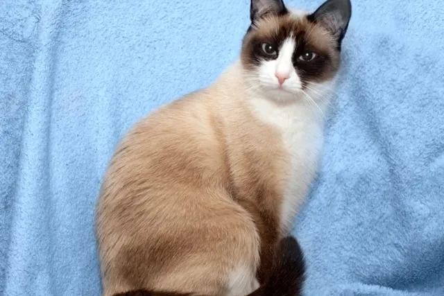 Snowshoe Cat Vet-Approved Weight, Size & Growth Chart
