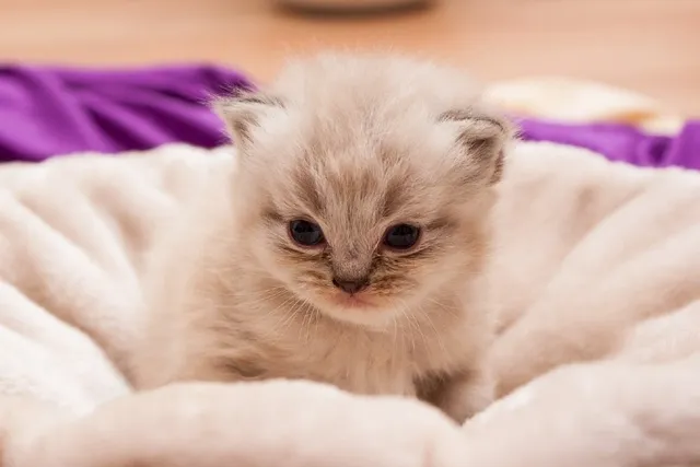 Persian Kittens for Sale in Missouri: Breeders List 2026