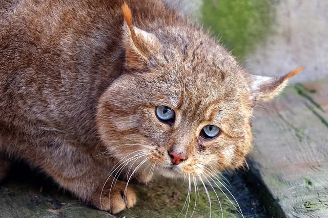 Chinese Mountain Cat Breed Info: Pictures, Temperament & Traits