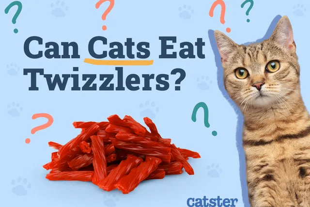 Can Cats Eat Twizzlers? Health Risks & Precautions