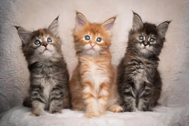 Maine Coon Kittens for Sale in Australia: 2026 Breeders List