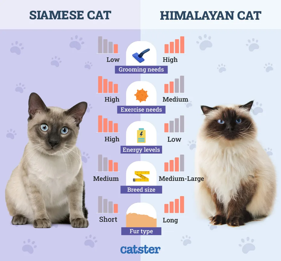 Siamese vs Himalayan update 2026