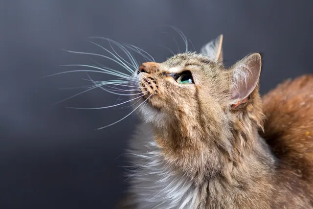 Why Are My Cats Whiskers So Long? 6 Vet-Reviewed Reasons