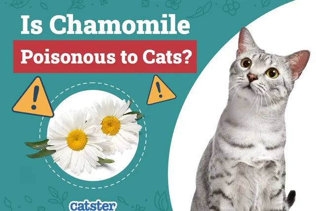 Is Chamomile Poisonous to Cats? Vet Approved Facts & FAQ