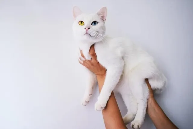 What Causes Abnormal Eye Color in Cats? 3 Vet-Reviewed Factors