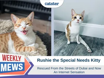 Rushie the Special Needs Kitty: Rescued From the Streets of Dubai & Now an Internet Sensation