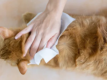 6 Best Cat Cleaning Wipes in 2026 - Reviews & Top Picks