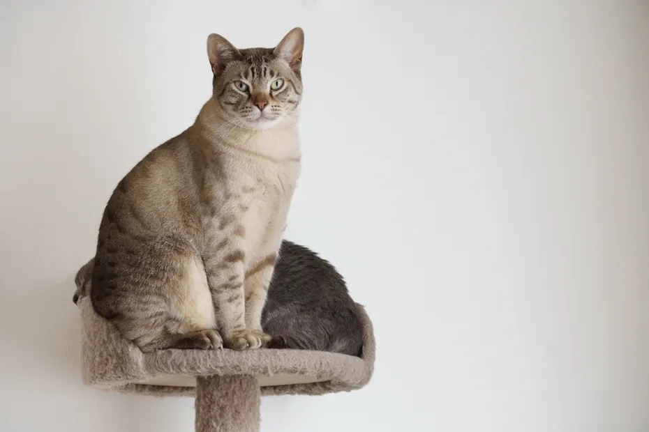chocolate spotted Australian Mist cat sitting in front of another Australian mist cat in a cat tree