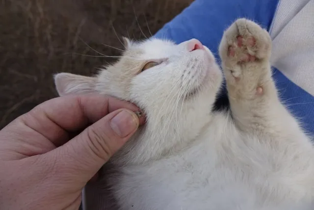 Can Cats Get Lyme Disease? Vet Approved Facts, Treatment & Prevention Tips