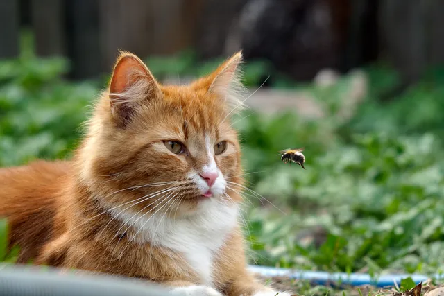 Cat Stung by Bee or Wasp? Our Vet Explains What To Do