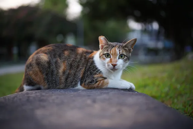 How Long Does It Take a Domestic Cat to Go Feral? Vet-Reviewed Facts