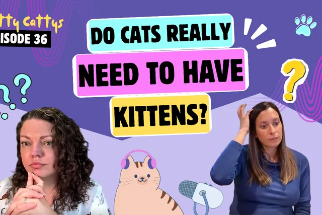 Chatting About Toxoplasmosis and Pregnancy, Litters of Kitties, and Surprise Smells | Chatty Cattys, Episode 36