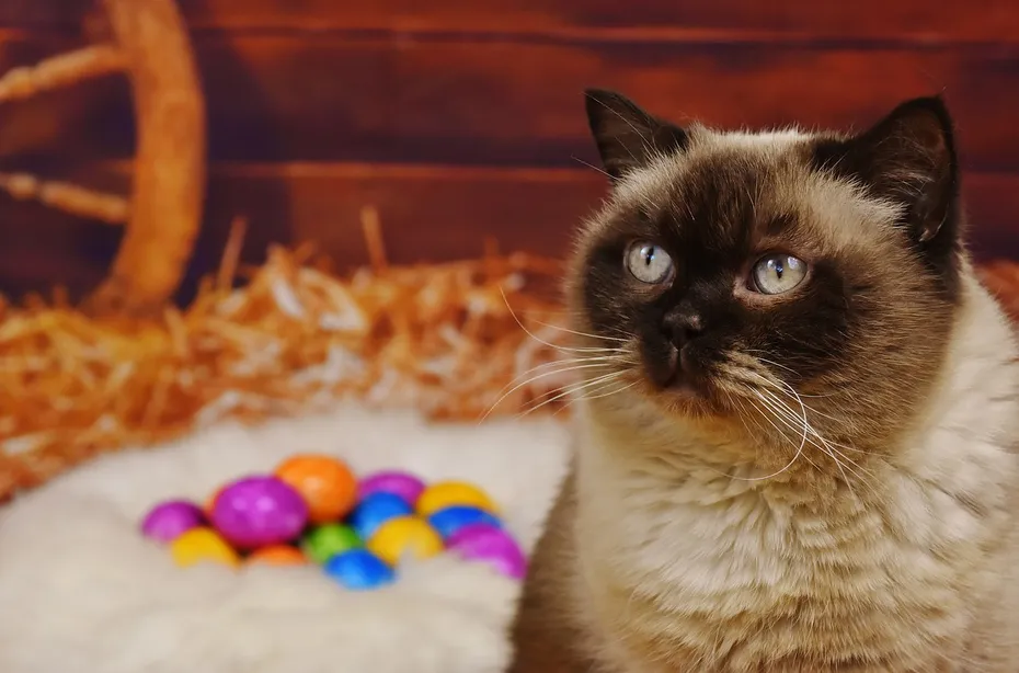 British shorthair beside colorful easter eggs