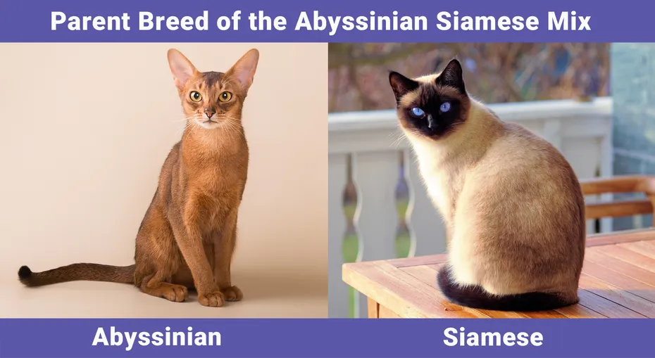 Parent Breed of the Abyssinian Siamese Mix