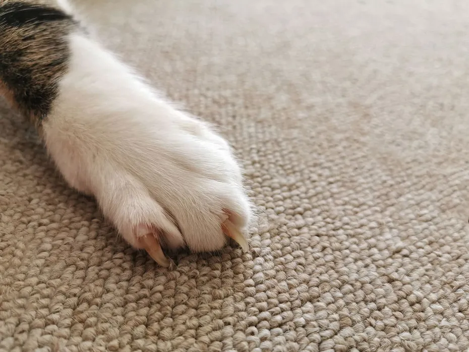 cat-scratching-the-carpet