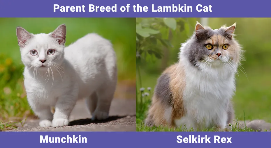 Parent Breed of the Lambkin Cat