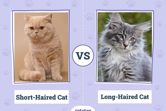 Short-Haired Cat vs. Long-Haired Cat: Vet-Verified Differences (With Pictures)
