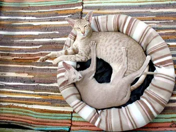 14 Oriental Shorthair Colors & Patterns (With Vet-Reviewed Info & Pictures)